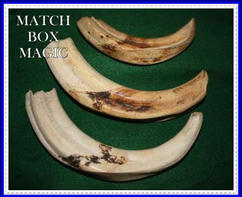 THREE WARTHOG TUSKS