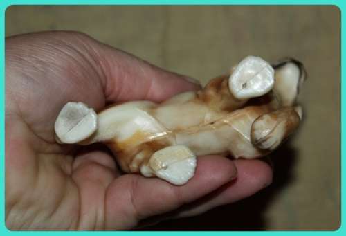 VINTAGE COMPOSITE PLASTIC DOG ORNAMENT BEAGLE