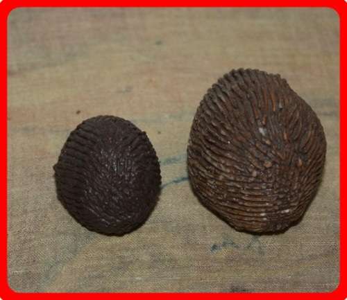 NICLEY MADE PAIR OF POTTERY HEDGEHOGS