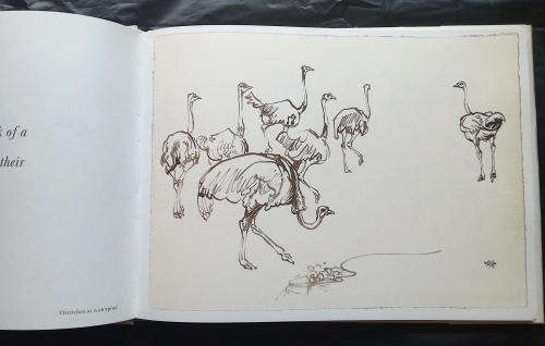 Na die Lewe Geteken - n Portefeulje van Dieretekeninge deur Zakkie Eloff