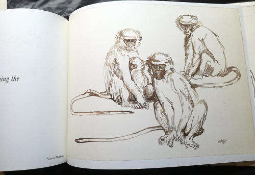 Na die Lewe Geteken - n Portefeulje van Dieretekeninge deur Zakkie Eloff