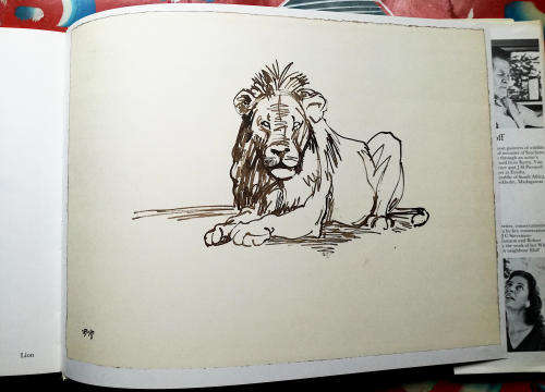 Drawn from Life. A Portfolio of Wildlife Drawings By Zakkie Eloff.