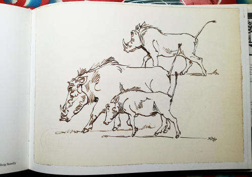 Drawn from Life. A Portfolio of Wildlife Drawings By Zakkie Eloff.