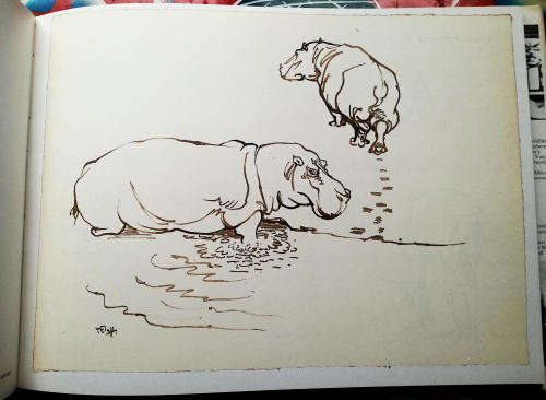 Drawn from Life. A Portfolio of Wildlife Drawings By Zakkie Eloff.