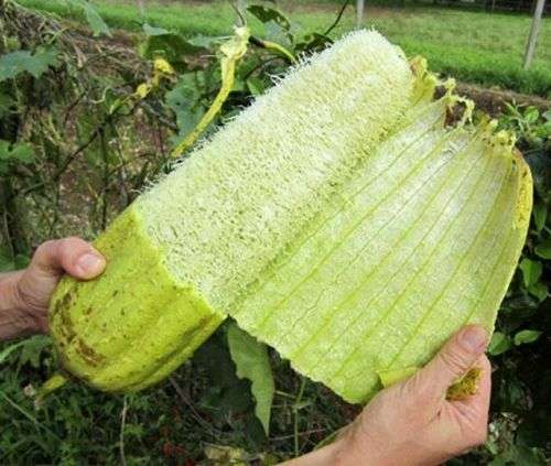 Luffa seeds