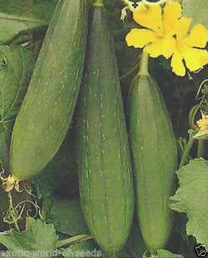 Luffa seeds