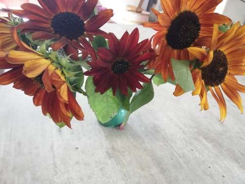 Small Red and Orange Sunflower Seeds - Edible