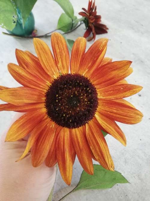 Small Red and Orange Sunflower Seeds - Edible