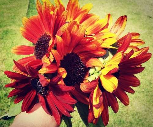 Small Red and Orange Sunflower Seeds - Edible