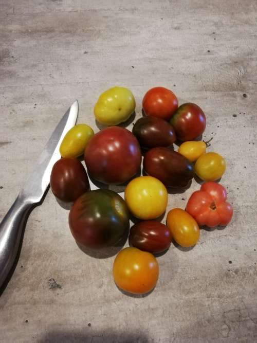 Heirloom Baby Tomato Mix