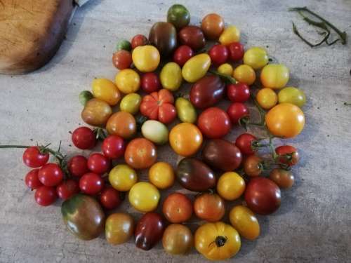 Heirloom Baby Tomato Mix
