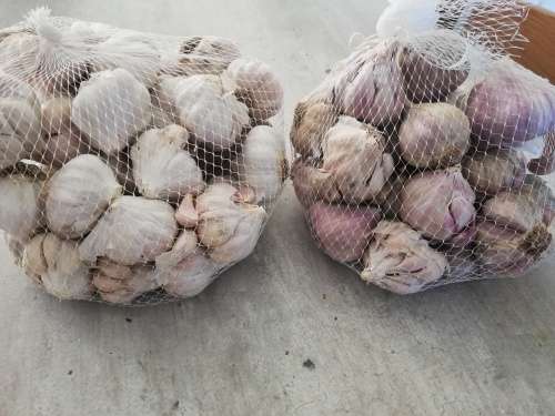Egyptian Garlic 20 heads