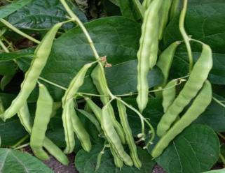 Wellington Wonder Pole Beans