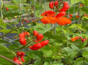 Prizewinner Runner Bean