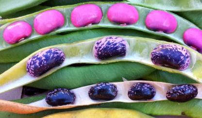 Scarlet Runner Bean