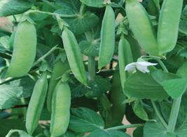 Little Marvel Pea Seeds