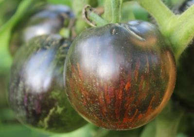 Cosmic Eclipse Tomato Seeds
