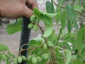 Hardy Kiwi / Kiwi Berry 15+ Seeds Edible Fruit Vine