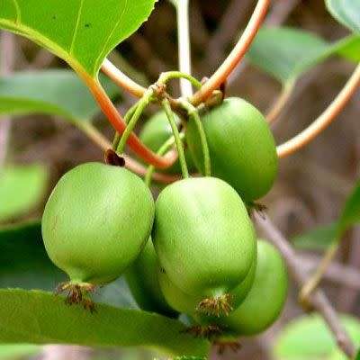 Hardy Kiwi / Kiwi Berry 15+ Seeds Edible Fruit Vine