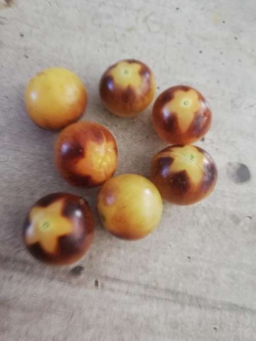 Blue Cream Berries Cherry Tomato