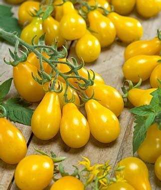 Yellow Pear Cherry Tomato