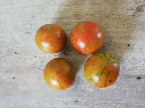 Heirloom Tigerella Tomato Seeds