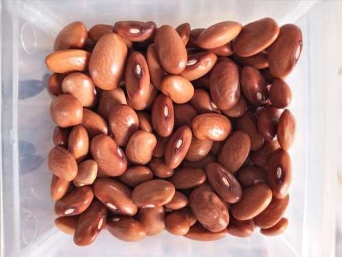Brown Beauty Bush Bean