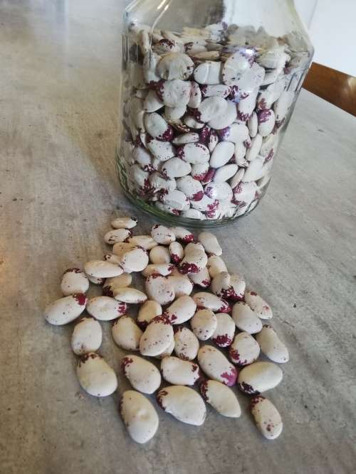 Madagascan Lima Dry Pole Bean