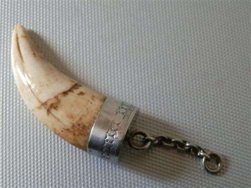 Antique / Vintage Solid Silver capped Lion Tooth Fob