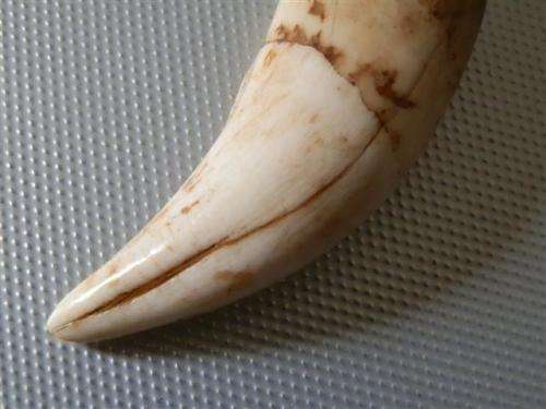 Antique / Vintage Solid Silver capped Lion Tooth Fob