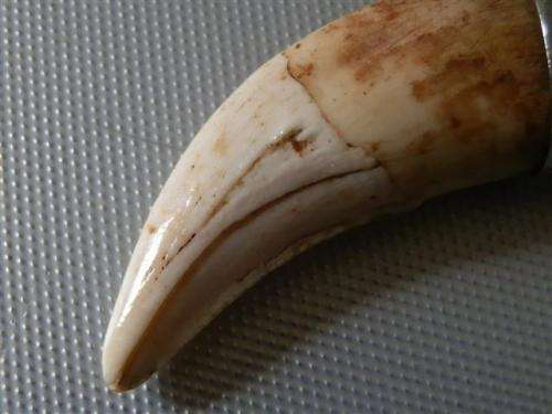 Antique / Vintage Solid Silver capped Lion Tooth Fob