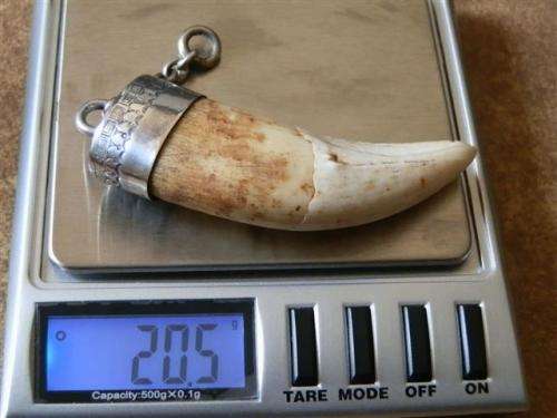 Antique / Vintage Solid Silver capped Lion Tooth Fob