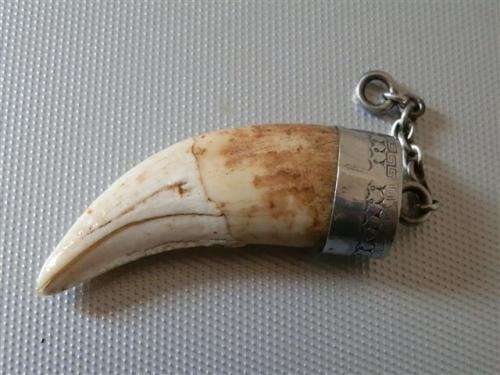 Antique / Vintage Solid Silver capped Lion Tooth Fob