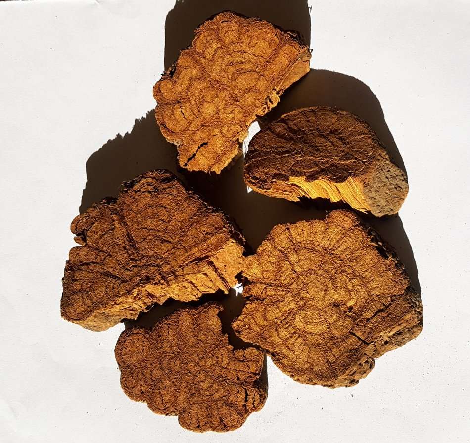 100g Banisteriposis Caapi Yellow Bark