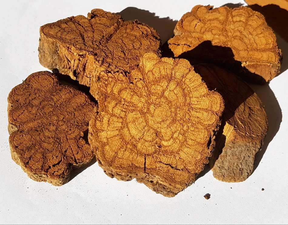 100g Banisteriposis Caapi Yellow Bark