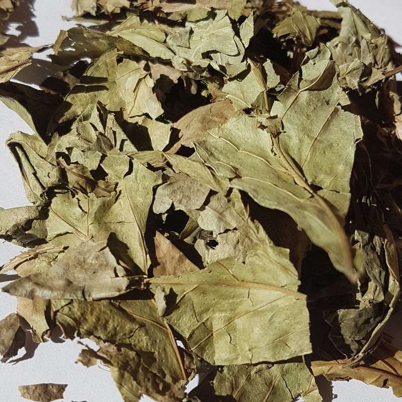 100g Psychotria Viridis