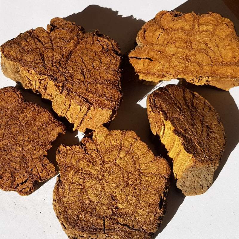 100g Banisteriposis Caapi Yellow Bark