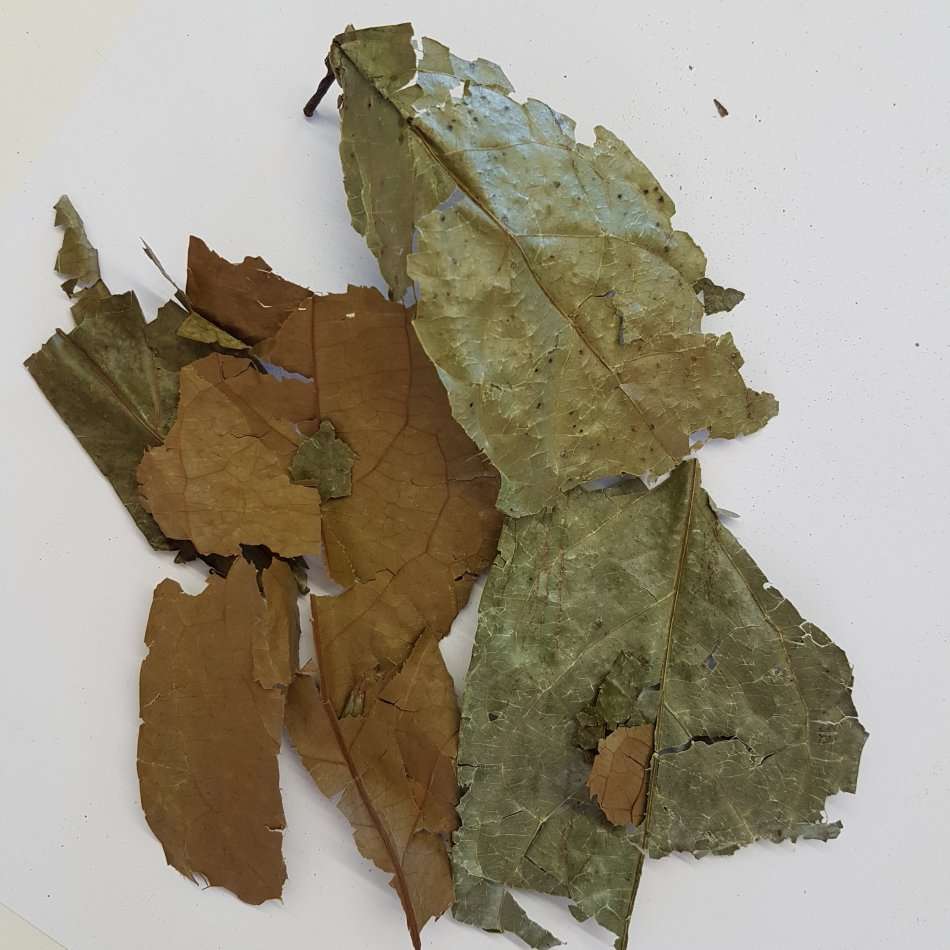 Diplopterys cabrerana 25g