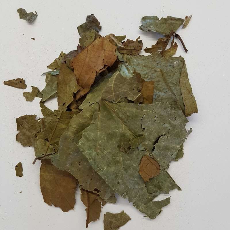 Diplopterys cabrerana 25g