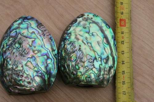 Set of stunning salt and pepper pots made from shell.