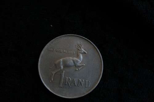 Tagged ear Springbok R1