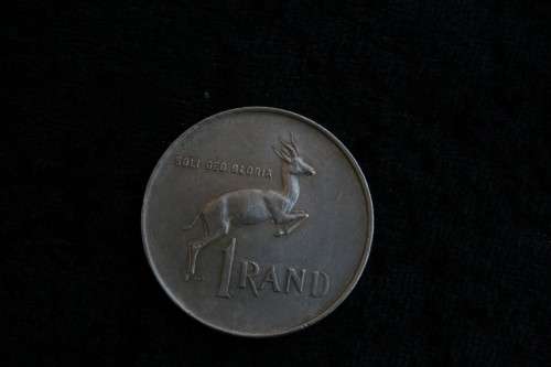 Tagged ear Springbok R1