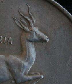 Tagged ear Springbok R1