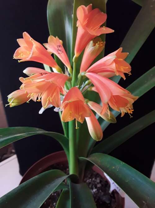 Clivia - `orange interspecific` seedling