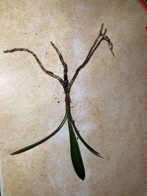 Clivia Miniata - `Chubb Peach` seedlings