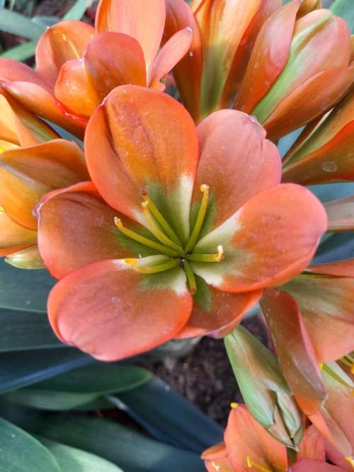 Clivia Miniata - `Bronze` seedling