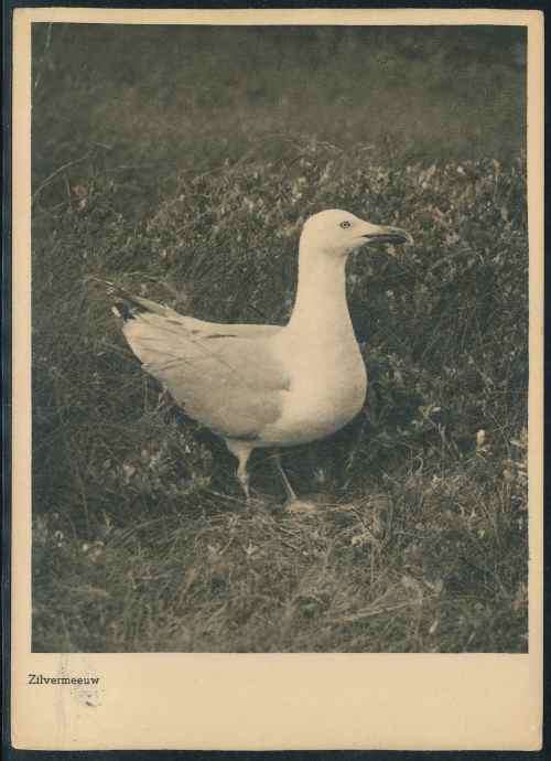 Netherlands 1938 "Herring Gull Bird" used black and white Postcard