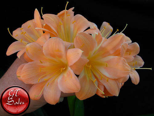 Clivia miniata Seed - Pastel x Self