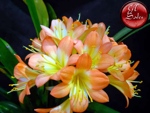 Clivia miniata - 5 Pastel Apricot Seeds