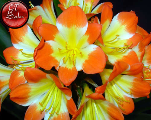 Clivia miniata - 5 White Throat Seeds